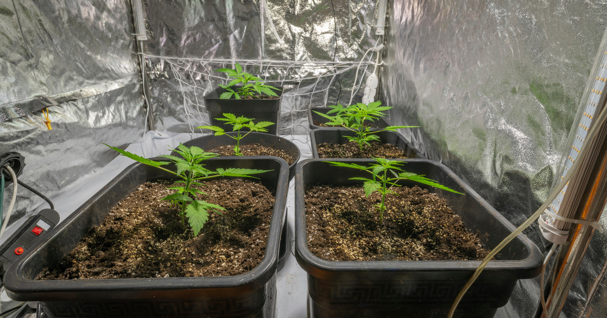 Cannabis planted in a growing tent. The tent is well-equipped with the equipment necessary for healthy growth.