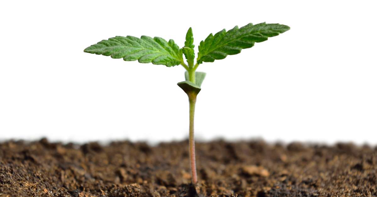 In a bed of smoothed-out dirt and a white background, a cannabis plant sprouts and forms six small leaves.