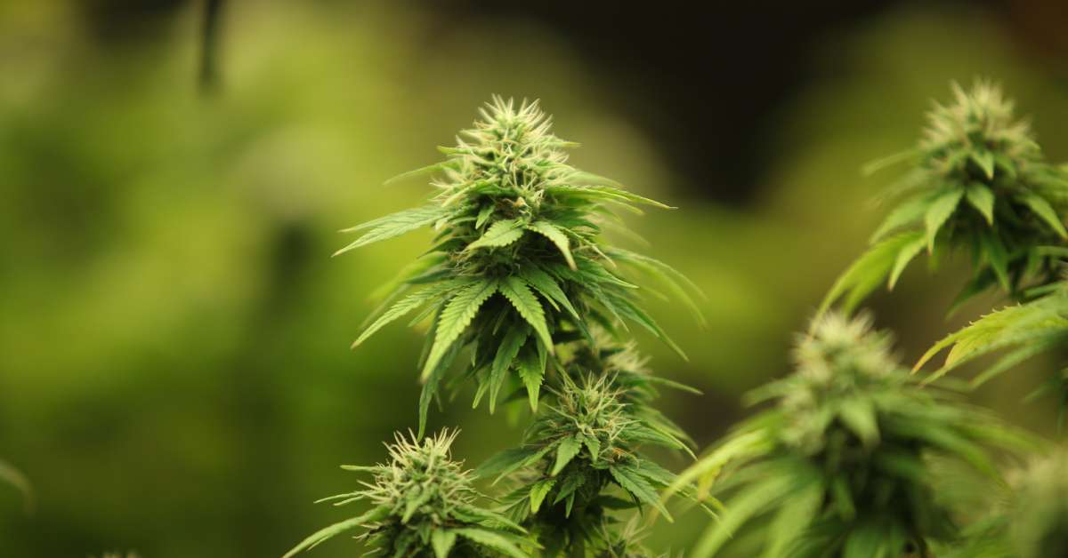 Several tall cannabis plants with long leaves begin to bloom in a grow room against a blurred green background.