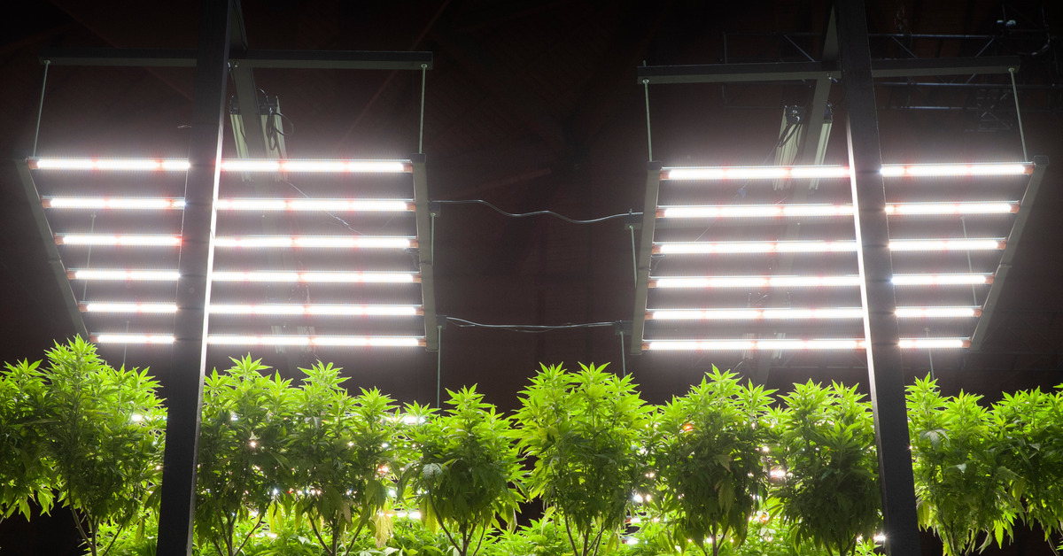 An indoor cannabis farm with multiple pots of plants. There is substantial lighting for all the plants to thrive.