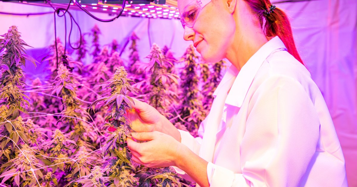 A cultivator inspecting a mature cannabis plant. She is under LED grow lights that are casting a purple glow.