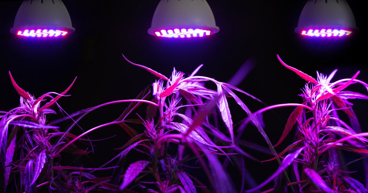 Three cannabis plants under purple LED grow lights. They are growing at different heights with their own LED bulbs.