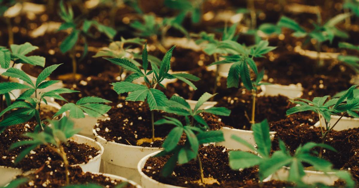 Numerous rows of cannabis plants growing in white flowerpots. Each flowerpot is full of soil flecked with white.