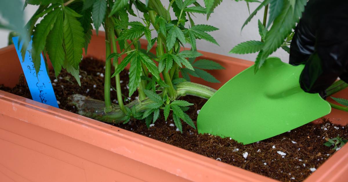 A hand using a green trowel on soil in a rectangular flowerpot. In the pot, there is a cannabis plant growing.