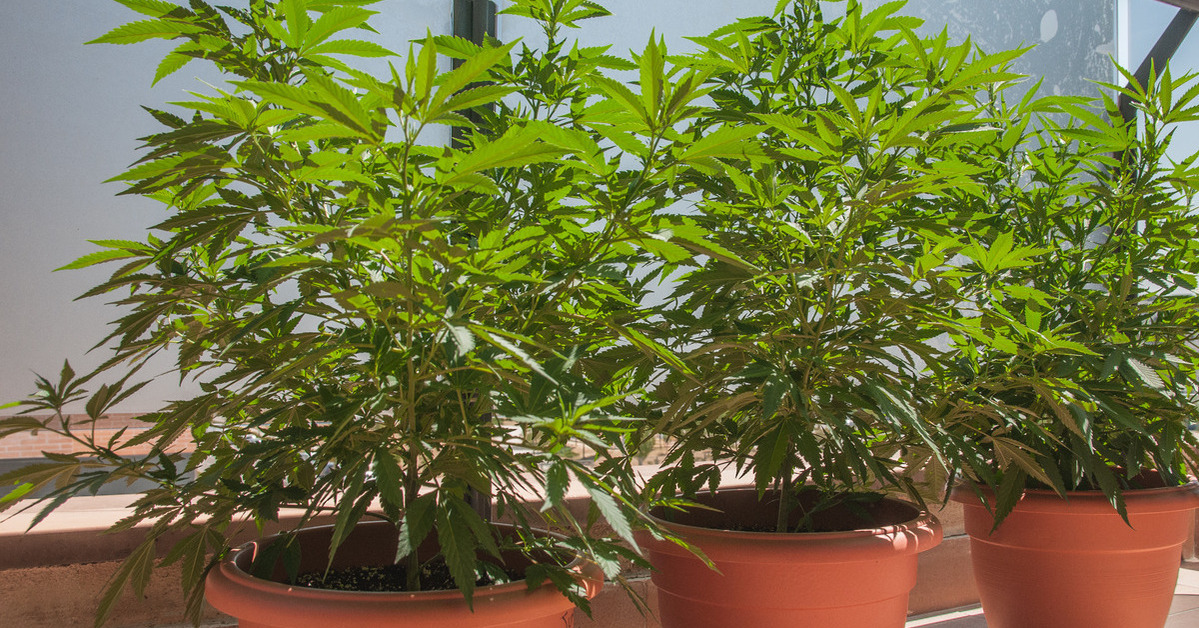 Three potted cannabis plants lined against a windowsill. The plants are thriving as the leaves are a healthy shade of green.