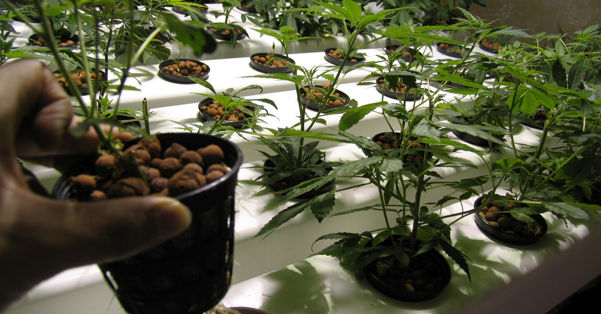 An indoor grow room used for cannabis plants. There are many small saplings planted in starter pots in the room.