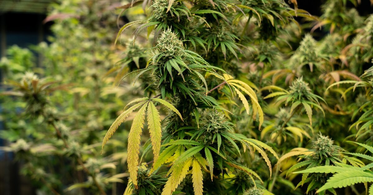 A cannabis garden growing in a hydroponic farm. There are mature cannabis plants with green and yellow leaves.