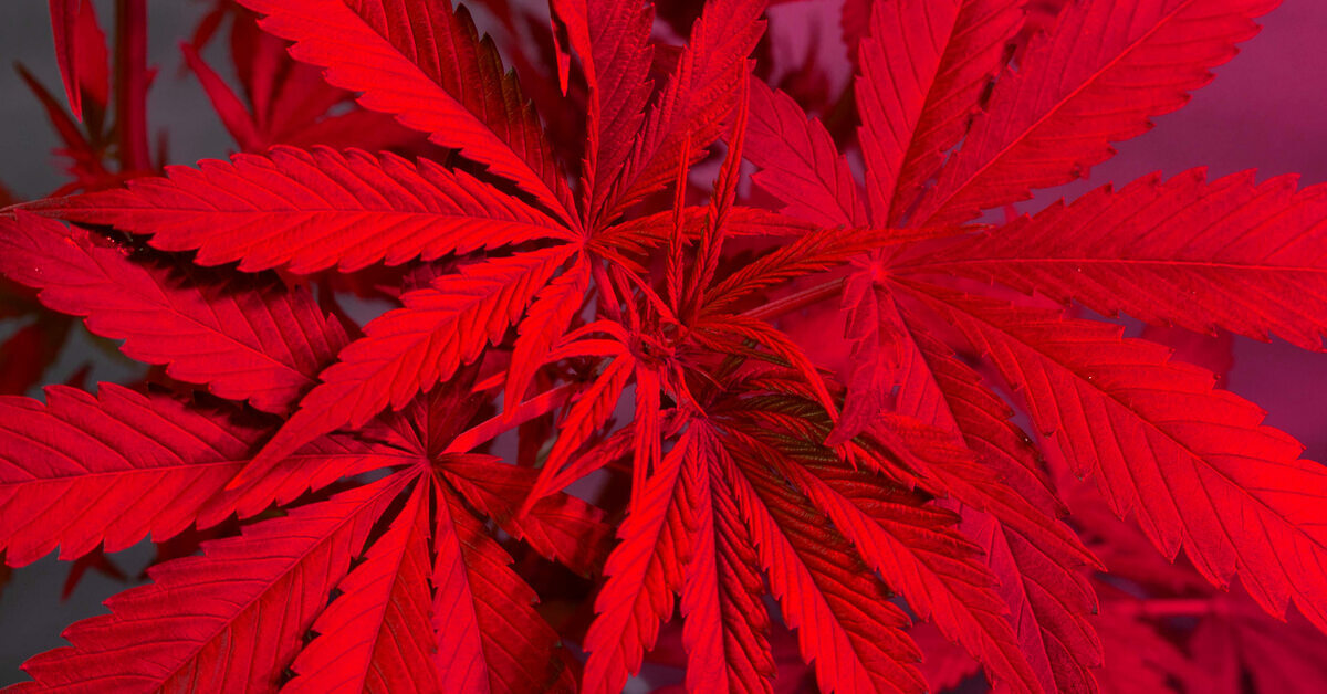 A matured cannabis plant illuminated by red light. The petals are healthy without any holes or discoloration.