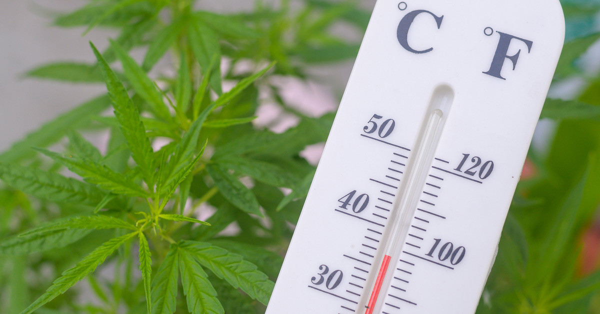 A thermometer produces a Celsius and Fahrenheit reading. Behind the device is a cannabis plant with green leaves.