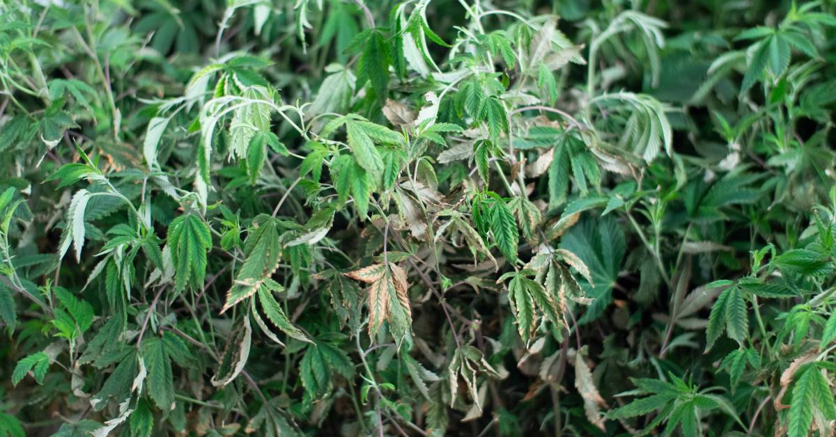 A cannabis plant with drooping leaves and discoloration. There are many leaves with brown and gray spots.