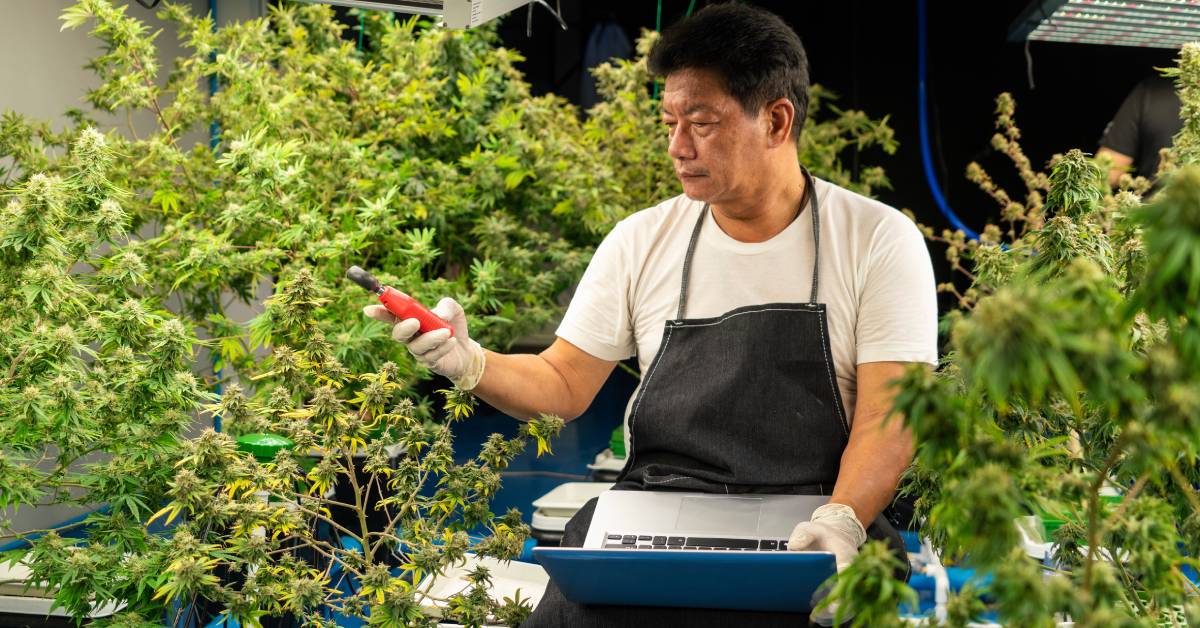 A man sitting in his cannabis garden holding a moisture meter. He is also holding his laptop in one hand.